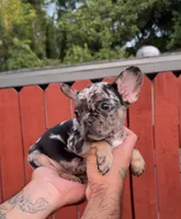 Merle Frenchie Male, a male French Bulldog for sale in West Palm Beach, FL – 1 of 3