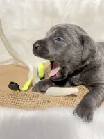 Gus, a male Labrador Retriever for sale in Elkville, IL – 2 of 4