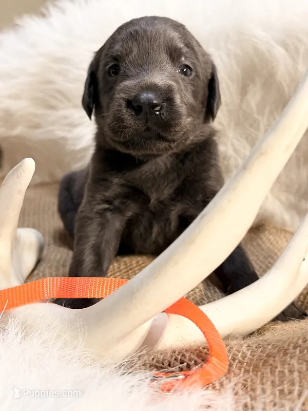 Maverick – Labrador Retriever puppy for sale in Elkville, IL
