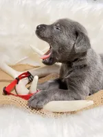 Banjo, a male Labrador Retriever for sale in Elkville, IL – 4 of 5