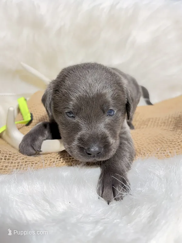 Gus – Labrador Retriever puppy for sale in Elkville, IL
