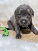 Bandit, a male Labrador Retriever for sale in Elkville, IL – 4 of 4