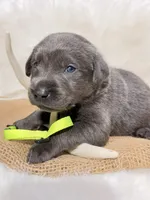 Gus, a male Labrador Retriever for sale in Elkville, IL – 3 of 4