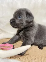Bella, a female Labrador Retriever for sale in Elkville, IL – 2 of 3