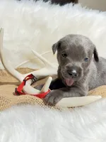 Banjo, a male Labrador Retriever for sale in Elkville, IL – 5 of 5