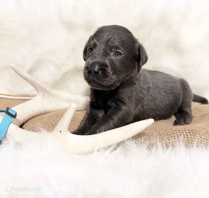 Axel – Labrador Retriever puppy for sale in Elkville, IL