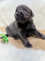 Bandit, a male Labrador Retriever for sale in Elkville, IL – 2 of 4