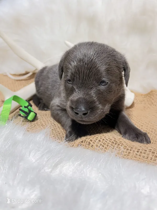 Bandit – Labrador Retriever puppy for sale in Elkville, IL