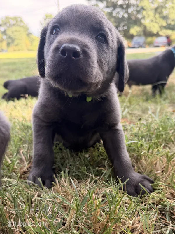 Bandit – Labrador Retriever puppy for sale in Elkville, IL