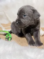 Bandit, a male Labrador Retriever for sale in Elkville, IL – 3 of 4
