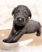 Axel, a male Labrador Retriever for sale in Elkville, IL – 2 of 3