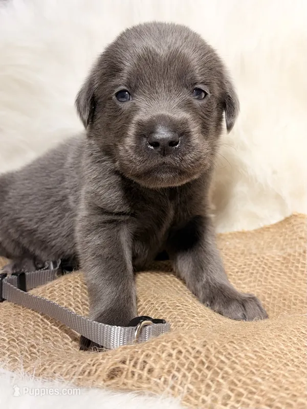 Ace – Labrador Retriever puppy for sale in Elkville, IL