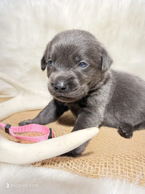 Bella – Labrador Retriever puppy for sale in Elkville, IL