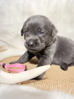 Bella, a female Labrador Retriever for sale in Elkville, IL – 3 of 3
