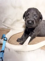 Axel, a male Labrador Retriever for sale in Elkville, IL – 3 of 3