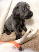 Maverick, a male Labrador Retriever for sale in Elkville, IL – 3 of 4