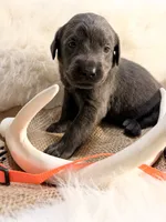 Maverick, a male Labrador Retriever for sale in Elkville, IL – 2 of 4