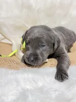 Gus, a male Labrador Retriever for sale in Elkville, IL – 4 of 4