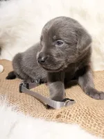 Ace, a male Labrador Retriever for sale in Elkville, IL – 3 of 4
