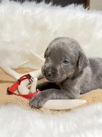 Banjo, a male Labrador Retriever for sale in Elkville, IL – 3 of 5