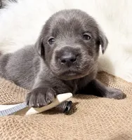 Ace, a male Labrador Retriever for sale in Elkville, IL – 4 of 4