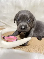 Bella, a female Labrador Retriever for sale in Elkville, IL – 1 of 3