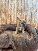 Zayn, a male French Bulldog for sale in Harrisburg, SD – Photo 2 of 3