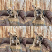 Zayn, a male French Bulldog for sale in Harrisburg, SD – Photo 3 of 3