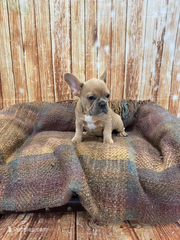 Zayn – French Bulldog puppy for sale in Harrisburg, SD