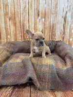 Zayn, a male French Bulldog for sale in Harrisburg, SD – Photo 1 of 3