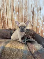Niall, a male French Bulldog for sale in Harrisburg, SD – Photo 2 of 4
