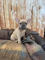 Niall, a male French Bulldog for sale in Harrisburg, SD – Photo 4 of 4