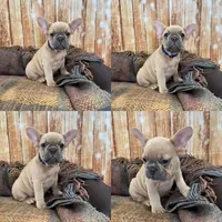 Niall, a male French Bulldog for sale in Harrisburg, SD – Photo 3 of 4