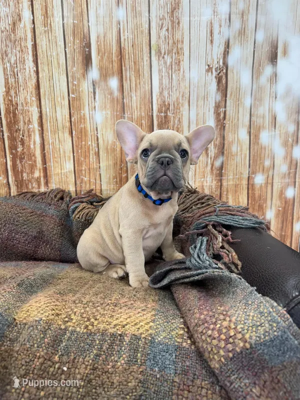 Niall, a male French Bulldog for sale in Harrisburg, SD – Photo 1 of 4