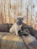 Niall, a male French Bulldog for sale in Harrisburg, SD – Photo 1 of 4