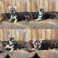 River, a male French Bulldog for sale in Harrisburg, SD – Photo 2 of 4