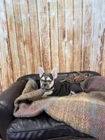 River, a male French Bulldog for sale in Harrisburg, SD – Photo 3 of 4