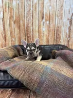 River, a male French Bulldog for sale in Harrisburg, SD – Photo 4 of 4