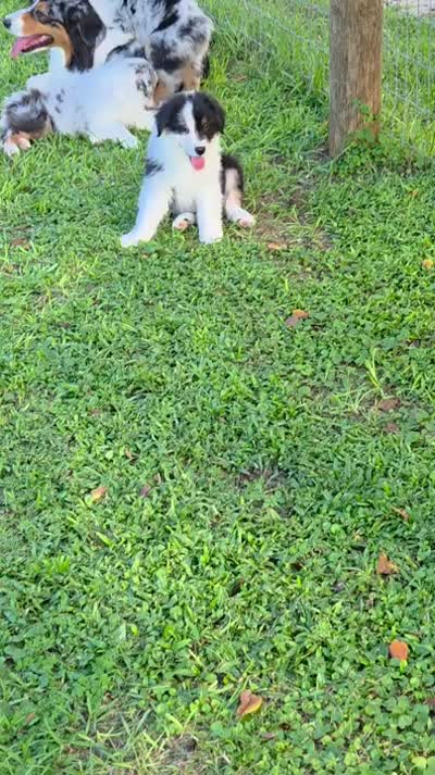 Twig, a male Australian Shepherd for sale in Anthony, FL – 3 of 4
