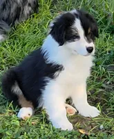 Twig, a male Australian Shepherd for sale in Anthony, FL – 1 of 4