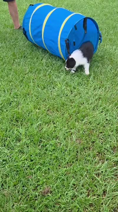 Twig, a male Australian Shepherd for sale in Anthony, FL – 2 of 4