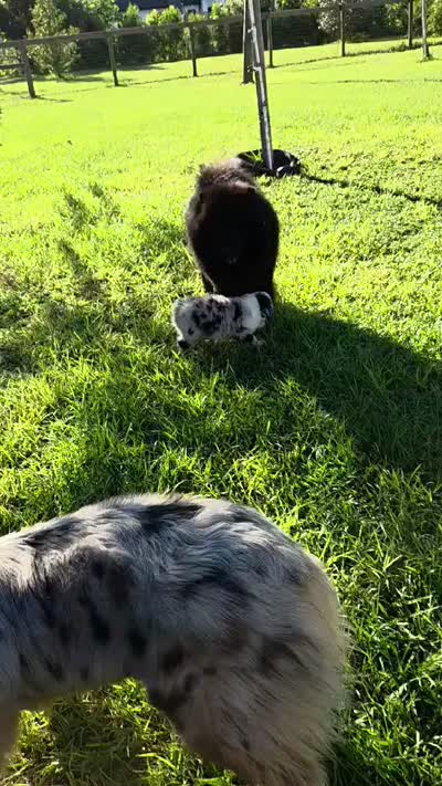 Twig, a male Australian Shepherd for sale in Anthony, FL – 4 of 4