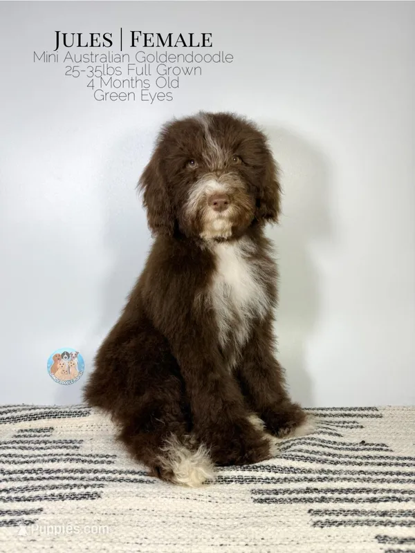 Jules – Aussiedoodle, Goldendoodle puppy for sale in Southwest Ranches, FL