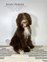 Jules, a female Aussiedoodle and Goldendoodle for sale in Southwest Ranches, FL – Photo 1 of 8