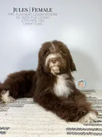 Jules, a female Aussiedoodle and Goldendoodle for sale in Southwest Ranches, FL – Photo 4 of 8