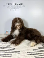 Jules, a female Aussiedoodle and Goldendoodle for sale in Southwest Ranches, FL – Photo 6 of 8