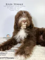 Jules, a female Aussiedoodle and Goldendoodle for sale in Southwest Ranches, FL – Photo 5 of 8