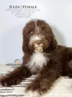 Jules, a female Aussiedoodle and Goldendoodle for sale in Southwest Ranches, FL – Photo 8 of 8