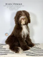 Jules, a female Aussiedoodle and Goldendoodle for sale in Southwest Ranches, FL – Photo 3 of 8