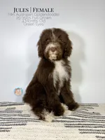 Jules, a female Aussiedoodle and Goldendoodle for sale in Southwest Ranches, FL – Photo 2 of 8